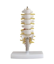 Lumbar Spine Model (1:2) - SK1110