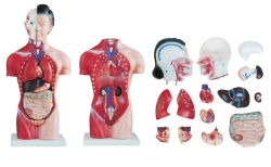 Female Torso Model 42 cm (15 Parts), T1006F