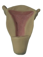 Intrauterine Contraception Trainer Model B4