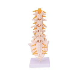 Spine Model